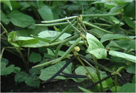 Pod Formation